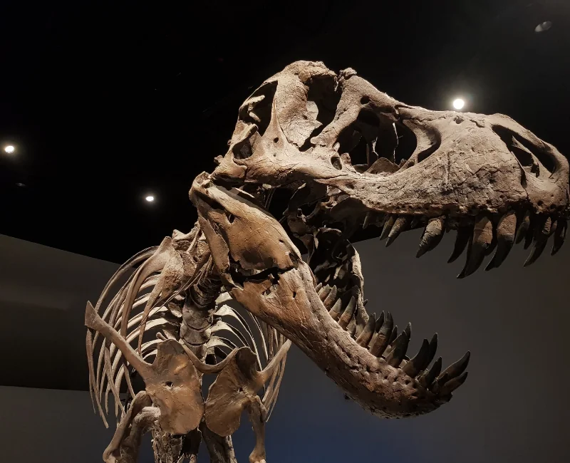 Dinosaur bones at Yale Museum